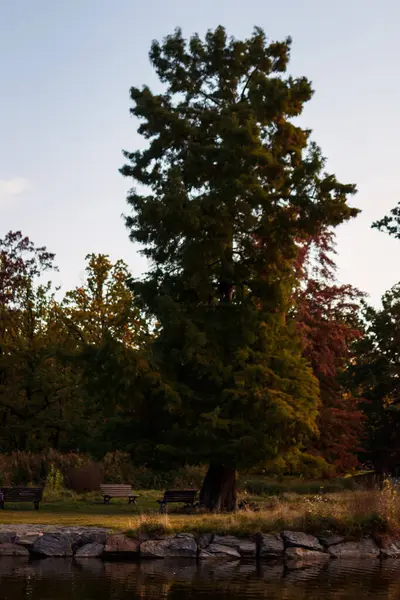 Yapraklar renk değiştirirken, gölün kıyısında büyük bir ağaç büyür.