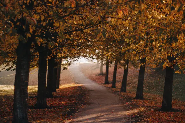 Güneş ışığı, yapraklarla kaplı bir yolu aydınlatıyor. Ağaçların arasından renkli yapraklarla geçiyor.