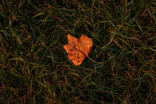 Tek kahverengi yaprak yemyeşil çimenlerin üzerinde yatıyor.