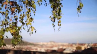 Yapraklar Vysehrad, Prag 'da günbatımı şehrinin üzerinde dans eder.