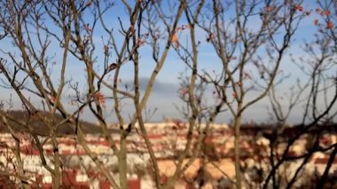 Sonbahar ağacı, Vysehrad 'tan Prag Kalesi manzaralı açık mavi bir gökyüzünün altında çıplak duruyor. Yüksek kaliteli FullHD görüntüler