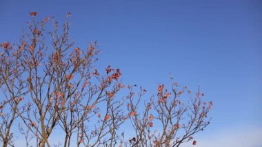 Vysehrad, Prag 'da sonbahar yapraklı dallar mavi gökyüzünün altında
