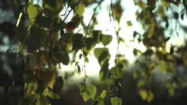 Prag, Vysehrad 'da güneş ışığı yeşil yaprakların üzerinde parlıyor