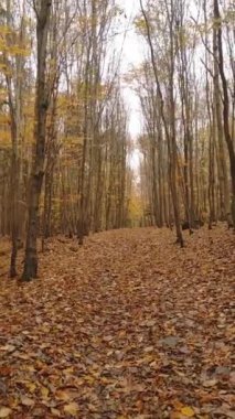 Sonbahar yapraklarıyla kaplı bir ormanda yol..
