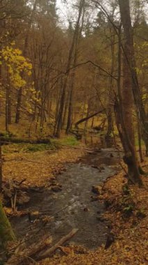 Sükûnet dolu bir dere sonbahar ormanında akıyor..