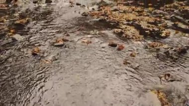 Küçük bir dere ormanın içinden akıyor..