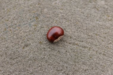 Parlak kahverengi conker, Vysehrad Prag 'da sonbaharı çağrıştıran yakın çekimlerde sert bir beton yüzeyde dinleniyor.