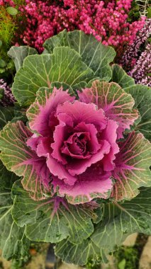 Pembe çiçeklerin ortasında büyüyen dekoratif lahana, yeşil ve pembe renkler arasında güzel bir kontrastı gösteriyor. Dikey mobil fotoğraf