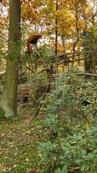 Kızıl panda, eğrelti otları ve düşen yapraklarla dolu bir ormanda yiyecek arıyor. Dikey mobil fotoğraf