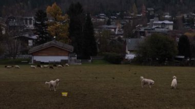 Beyaz Pyrenean dağ köpeği Kasım ayında Fransa 'nın Chamonix yakınlarındaki bir tarlada koyun sürüsünü koruyor.