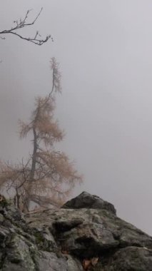 Yoğun sis örtüsü alp ormanlarında mistik ve dingin bir atmosfer yaratır. Çıplak ağaçlar ve kayalık arazi, Fransa 'nın Kasım ayındaki Les Houches sonbaharının ruhani havasını güçlendirir.