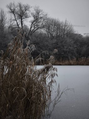 Serene kış sahnesi ön planda kuru sazlıklar ve arka planda buzlu ağaçlar olan donmuş bir göl gölünü yakalıyor Prag 'da, Çeshia Doğa Parkı Smetanka' da
