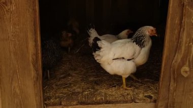 Tahta bir kümesin içine yakından bak. Birkaç tavuk dinleniyor ve dinleniyor.