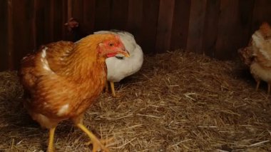 Kahverengi bir tavuk saman yatağıyla kümeste duruyor