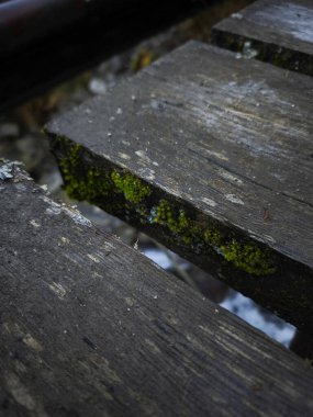 Sonbahar sezonu boyunca Chamonix, Fransa 'da eski ahşap demiryolu uyuyanlarında yosun yetişiyor.