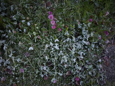 Soğuk bir sonbahar sabahı Chamonix, Fransa 'da çimenleri ve yonca bitkilerini kaplayan buzun yakın görüntüsü