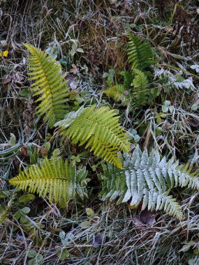 Canlı yeşil ve buzlu eğrelti otları Chamonix, Fransa 'nın gevrek sonbahar havasında buzlu çimlerden bir yataktan yükselir.