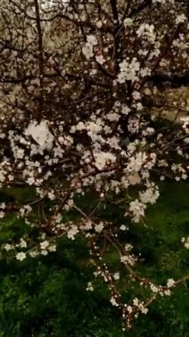 Bahar zamanı Prag parkındaki bir elma ağacında çiçek açan beyaz çiçekler.
