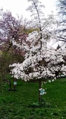 Prag, Çek Cumhuriyeti - 31 Mart 2023: Vojan bahçelerinde beyaz manolya ağacı çiçek açtı