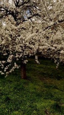 Bahar zamanı Prag parkındaki bir elma ağacında çiçek açan beyaz çiçekler.