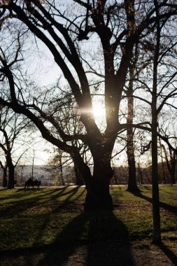Letna Park 'taki ağaç dallarının arasından süzülen güneş ışığı yeşil arazide yumuşak gölgeler oluşturur.