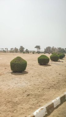 Küresel çalılar Marsa alam, Mısır 'da kumlu bir alana yeşillik ekliyor ve doğa ile gelişim arasında bir zıtlık yaratıyor.