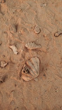 Marsa Alam 'ın kumlu plajını süsleyen deniz kabuklarını ve ayak izlerini kapatın. Mısır, doğa ve insan varlığının yarattığı hassas doku ve desenleri gözler önüne seriyor.