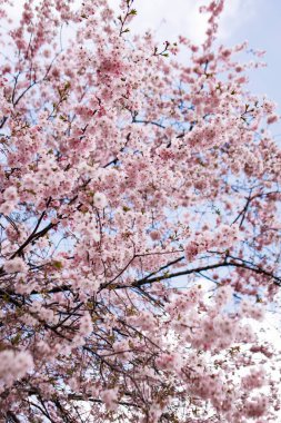 Mart ayında Prag 'da, Petrin Bahçeleri' nde mavi gökyüzüne karşı ağaç dallarında açan pembe kiraz çiçekleri.