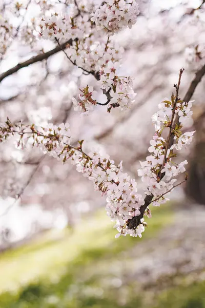 Mart ayının ilkbaharında, Petrin Bahçeleri, Prag 'da güzel kiraz çiçekleri açar.