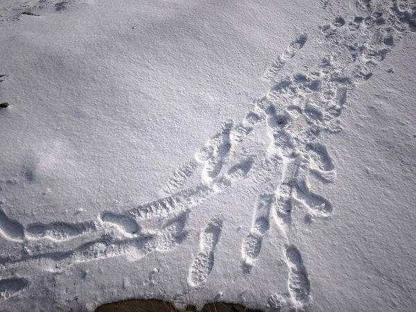 Prag, Czechia 'da el değmemiş bir kar örtüsünü aşan çok sayıda ayak izi, bir kış gününün özünü yakalıyor Doğa Rezervi Cihelna v Bazantnici, korunan bölge, Hloubetin