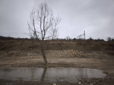 Prag yakınlarındaki kasvetli manzaradan yükselen ıssız çıplak ağaç, gri kış gökyüzüne karşı siluetlenmiş, Czech kırsalının yalnız doğasını vurguluyor.
