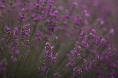 Tarlada büyüyen lavanta çiçekleri rahatlatıcı ve huzurlu bir atmosfer yaratıyor. Spa ve sağlık tedavileri için mükemmel.