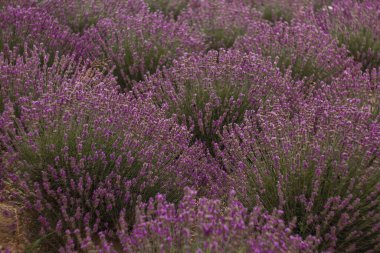 Çiçek açmış güzel lavanta tarlası rahatlatıcı ve aromatik bir atmosfer yaratıyor. Spa tedavileri ve aromaterapi için mükemmel.