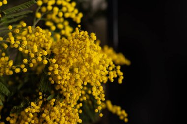 Parlak sarı mimoza çiçekleri çiçek açmış. Yumuşak, yumuşak kabarık çiçekler dalları kaplayarak ılık ve güneşli bir bahar atmosferi yaratır. Yüksek kalite fotoğraf.