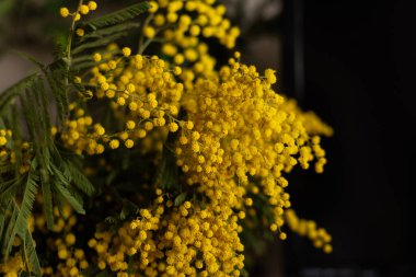 Parlak sarı mimoza çiçekleri çiçek açmış. Yumuşak, kabarık çiçekler dalları kaplar. Bahar tasarımları, tebrik kartları, çiçek arkaplanları için ideal. Yüksek kalite fotoğraf. 