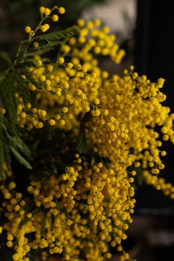 Parlak sarı mimoza çiçekleri tam çiçeklenerek ılık ve güneşli bir bahar atmosferi yaratır. Bahar tasarımları, tebrik kartları, çiçek arkaplanları için ideal. Yüksek kalite fotoğraf. 