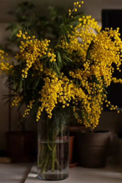 Masadaki cam vazoda çiçek açan parlak sarı mimoza çiçekleri. Yumuşak, yumuşak kabarık çiçekler dalları kaplar, ılık ve güneşli bir bahar atmosferi yaratır.