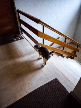 Gri ve beyaz kedi Chamonix, Fransa 'da bir evin iç merdivenlerinde duruyor. Yukarı mı aşağı mı insem diye düşünüyor gibiler.