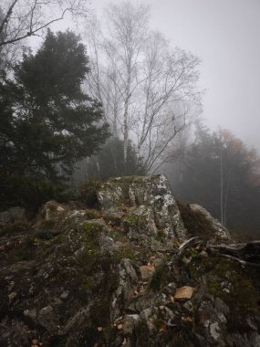 Sisli sonbahar ormanı sahnesi Chamonix, Fransa 'da, kayalık arazi ve çıplak ağaçlarla kaplı, sakin ve gizemli bir atmosfer yaratıyor.