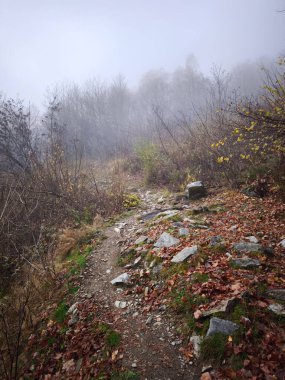 Rocky yürüyüş yolu Chamonix, Fransa 'da sisli bir sonbahar ormanında rüzgarlar esiyor. Düşen yapraklar dingin manzaraya renk katıyor.