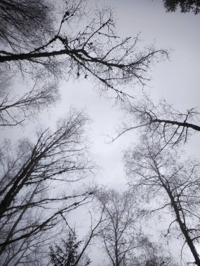 Bare trees silhouetted against foggy sky, casting moody shadows across silent woodland landscape during winter season clipart