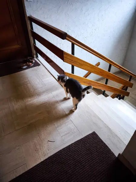 Gri ve beyaz kedi Chamonix, Fransa 'da bir evin iç merdivenlerinde duruyor. Yukarı mı aşağı mı insem diye düşünüyor gibiler.