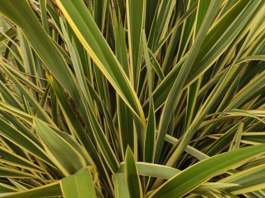 Formium yapraklarını kapatın. Canlı yeşil ve sarı çizgiler sergiliyorlar. Bibion, İtalya 'da karmaşık bir doğal desen yaratıyorlar.