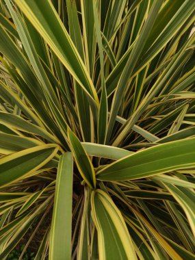 Yeşil ve sarı çizgili desenleri gösteren phormium tenax yapraklarını kapat, bibibion manzarası, yaz aydınlatması, arka plan, grafik tasarım ve iç dekorasyon için mükemmel.