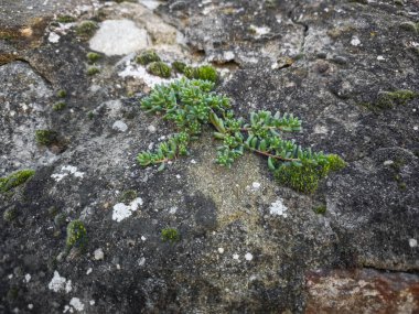 Aosta Vadisi, İtalya 'daki engebeli araziye karşı botanik azmi vurguluyor.