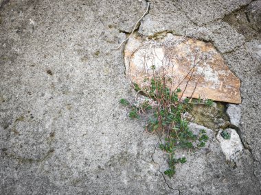 Kasım ayında İtalya 'nın Aosta kentindeki bir çevrede çatlamış betondan çıkan küçük yeşil bitki dayanıklılık ve büyüme gösteriyor.