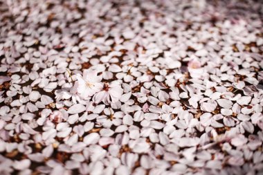 Düşen kiraz çiçekleri, Petrin Bahçeleri, Prag 'da yerde narin bir halı oluşturur ve Mart ayındaki ilkbaharın geçici güzelliğini yakalar.