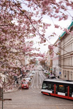 Prag, Çek Cumhuriyeti - 27 Mart 2023: Prag, Czech cumhuriyetinin çiçek açan kiraz ağaçları altında kaldırım taşı caddesinde kırmızı ve beyaz tramvaylar sürüyor