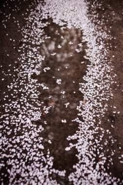 Çiçek açan ağaçlar Petrin Bahçeleri Prag, düşen kiraz çiçekleri Mart ayında gökyüzünü yansıtan bir su birikintisini çerçeveletmek