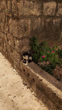 Hırvatistan 'da çiçek açan bir bitkinin yakınındaki alçak bir duvarda dinlenen siyah beyaz kedi yaz havasının tadını çıkarıyor.